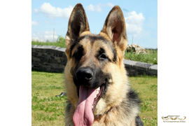 Фото ( Барталина Каскад х Акбар)