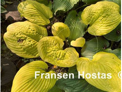 Хоста Tom Terrific