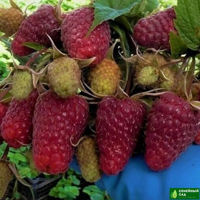 Малина  рем.* "Маравилла"