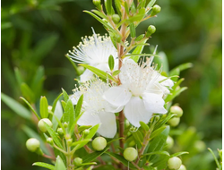 Мирт (Myrtus communis) зеленый, листья (5 мл) - 100% натуральное эфирное масло