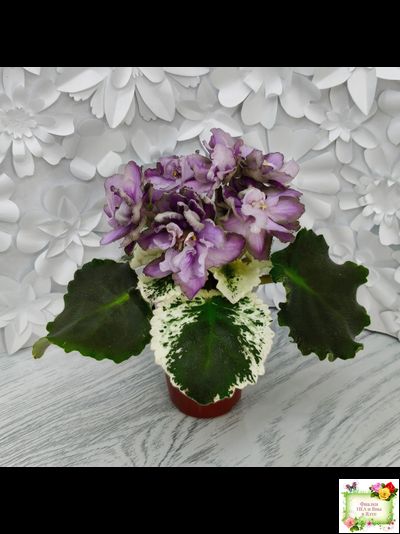 Nik-Магический Туман (Н. булко) 2024 г.