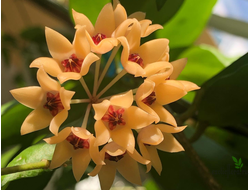 Hoya cutis-porcelana