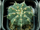 Gymnocalycium vatteri  VG-415 (1 колючка) - 10 семян