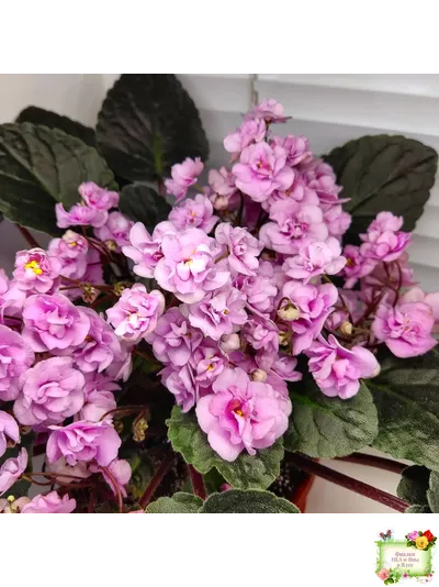 Dresden Doll (P. Harris) (7259) 11/24/1989 трейлер