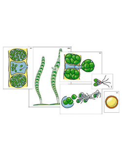 Модель-аппликация "Размножение многоклеточной водоросли" (ламинированная)