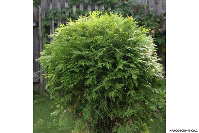 Туя Селена - Selena