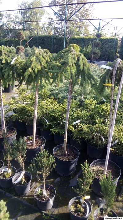 Ель Инверса - Inversa