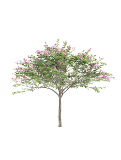 цветущие Баухиния Bauhinia Akeana