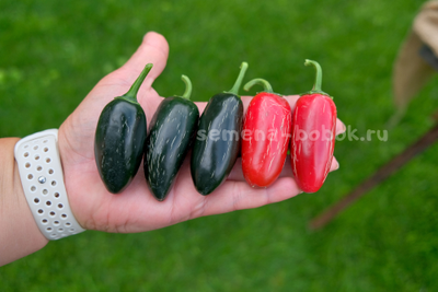 Перец острый Jalapeno Telica (Халапеньо Телика), 10 шт