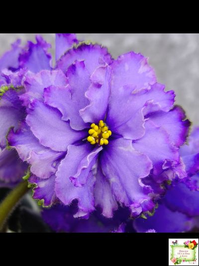 Blue Dragon (LLG/P.Sorano) (9516) 12/17/2005