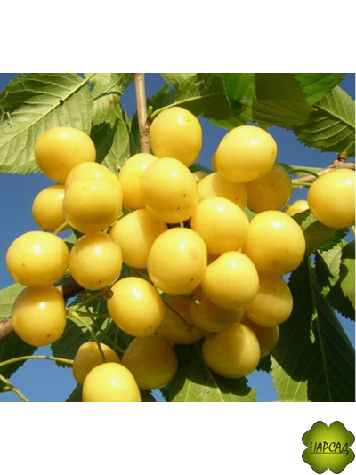 Черешня "Янтарная" (ранняя, саженец 3 года, подвой ВСЛ-2, вырастет до 3 м)