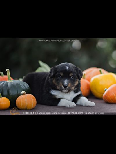 девочка ОРАНЖЕВЫЙ ошейничек Д-2025, mas = ЗАБРОНИРОВАНА