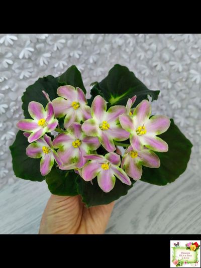 RIV-Амнезия (И. Растегаева) 2024 г.