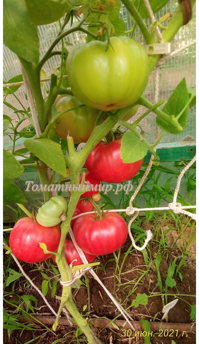 Томат Мамонт (Mammoth)