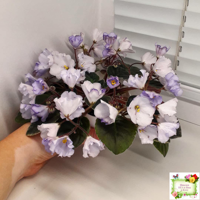 Rob's Pewter Bells (R. Robinson) 07/06/1992