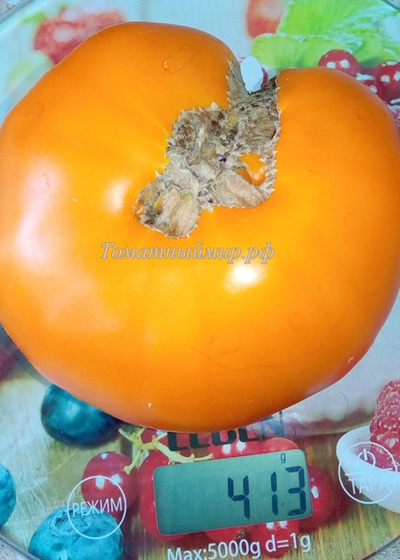 Томат Японское томатное дерево (Japanese tomato tree)