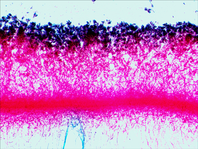 Набор готовых микропрепаратов Levenhuk N38 NG