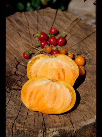 Томат Дынный Ликёр, 10 шт