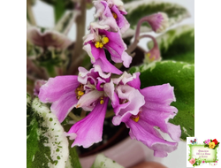 Hodss-Cassandra (Яна Ходченко) 2020 г. (пестролистный лонг с бастл-листвою)