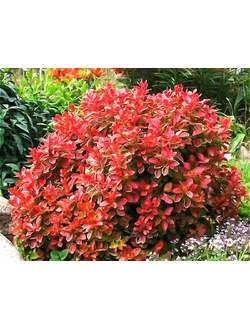 Барбарис Тунберга Coral