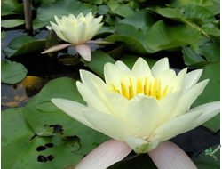 Нимфея Мурей