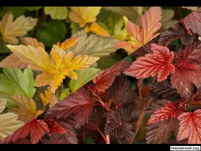 Пузыреплодник калинолистный Дьябло д'Ор