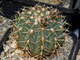 Gymnocalycium occultum STO 789 - 10 семян
