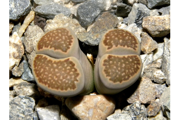 Lithops hallii v. reticulata LMP1506
 