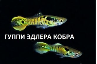 гуппи эндлера зеленая кобра