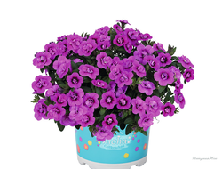 Калибрахоа махровая Aloha Double Dark Pink 2024