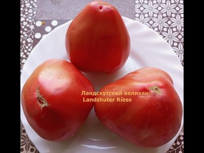 Томат Ландсхутский великан (Landshuter Riese, Германия)