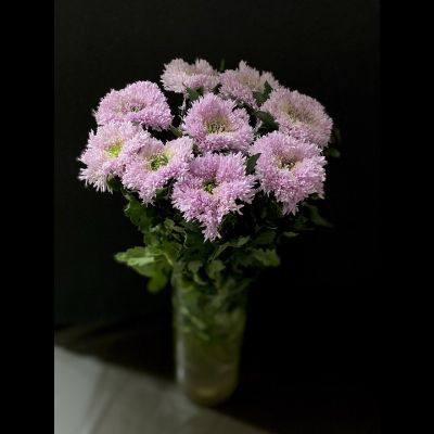 Хризантема одноголовая 9 шт