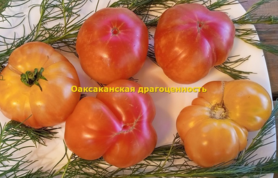 Томат Оаксаканская драгоценность (Oaxacan Jewel)