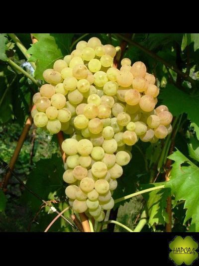 ВИНОГРАД "КИШ МИШ 342" (СЛАДКИЙ И УРОЖАЙНЫЙ)