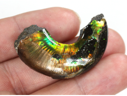 Аммолит, коллекционный образец, Канада (41*24*12 мм, 12 г) №36287