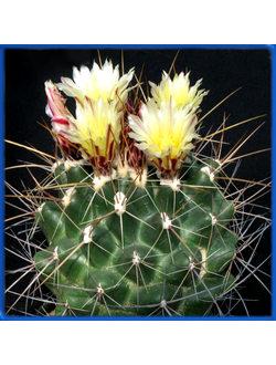 Thelocactus conothelos ssp. flavus HK 362