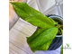 14/02/2025 hoya ranauensis