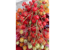 Томат Черри Аккордеон