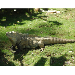 Игуана кольцехвостая (Cyclura ricordi)