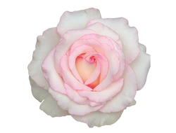 Розы итальянской селекции