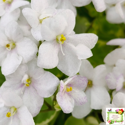 Ва-Банк (Л. Мещерякова) листовая химера (стартер сорт)