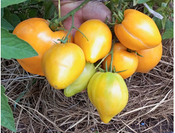 Томат Сердце Любы (Lyuba's Heart)