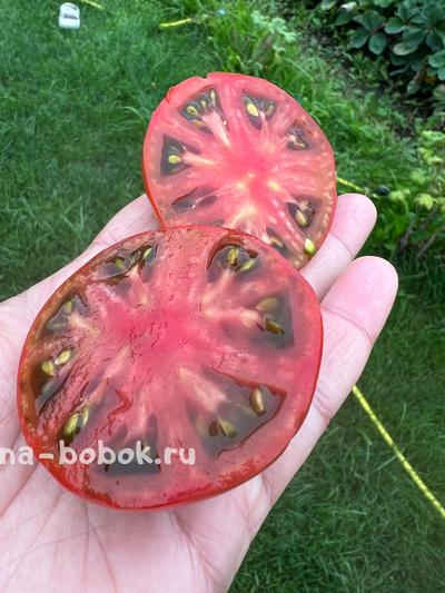 Томат Dwarf Kookaburra Cackle (Гном Смех Кукабарры), 10 шт