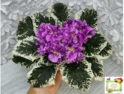 ВаТ-Шоколадное Настроение (Т. Валькова) 2019 г.