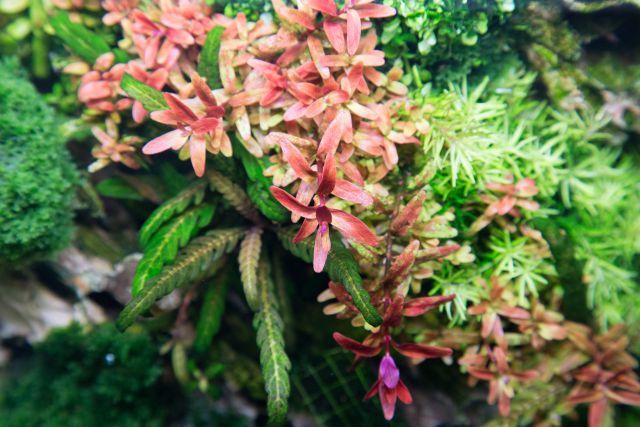 Rotala