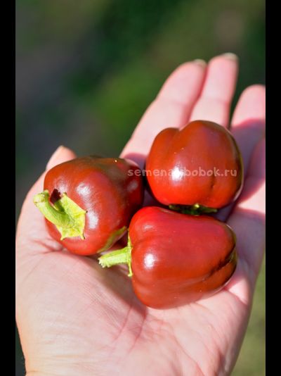 Перец Сладкий Mini Bell Сhocolate (Мини Белл Шоколадный), 10 шт