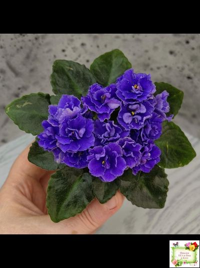 Blue Scoundrel (P.Sorano/LLG) 04/09/2012