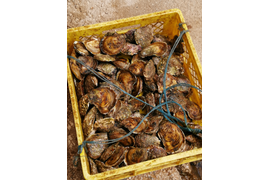 Многодневный тур по городам Хорватии.Транспорт-комфортабельный минивэн