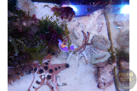 Голожаберный Моллюск, Chromodoris bullocki в морском аквариуме