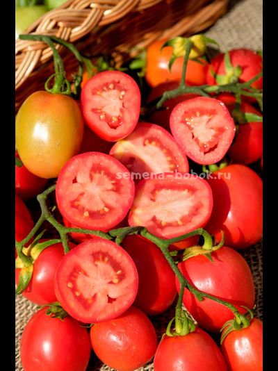 Томат Kecskemét 549 (Кечкемети-549), 10 шт